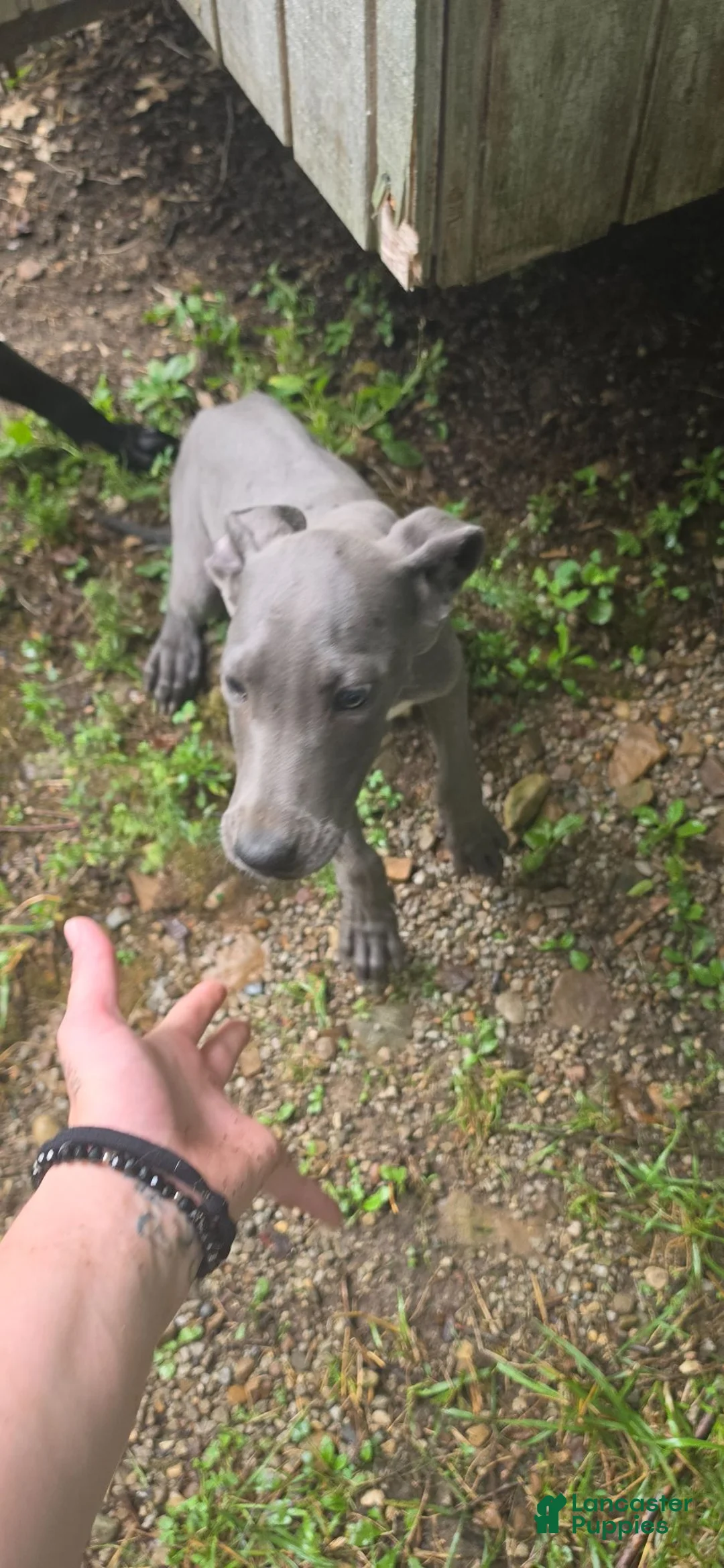 Great Dane dogs for sale: Great Dane 3 - Ad 2