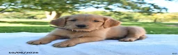 Golden Retriever dogs for sale: Amber - Ad 4