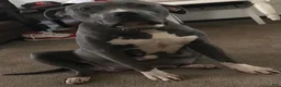 American Bully dogs for sale: American Bully 1 - Ad 5