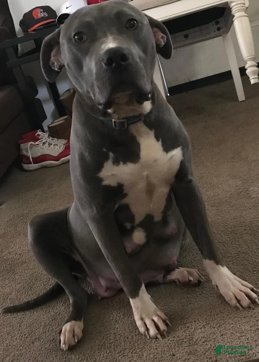 American Bully dogs for sale: American Bully 1 - Ad 5