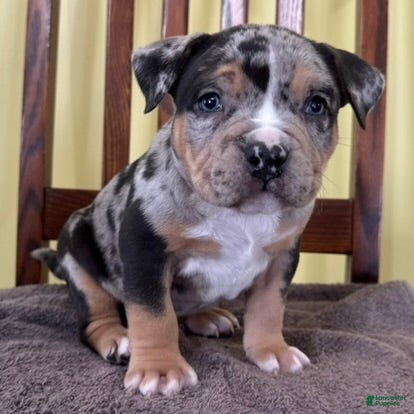 American Bully dogs Ezra - Ad 16