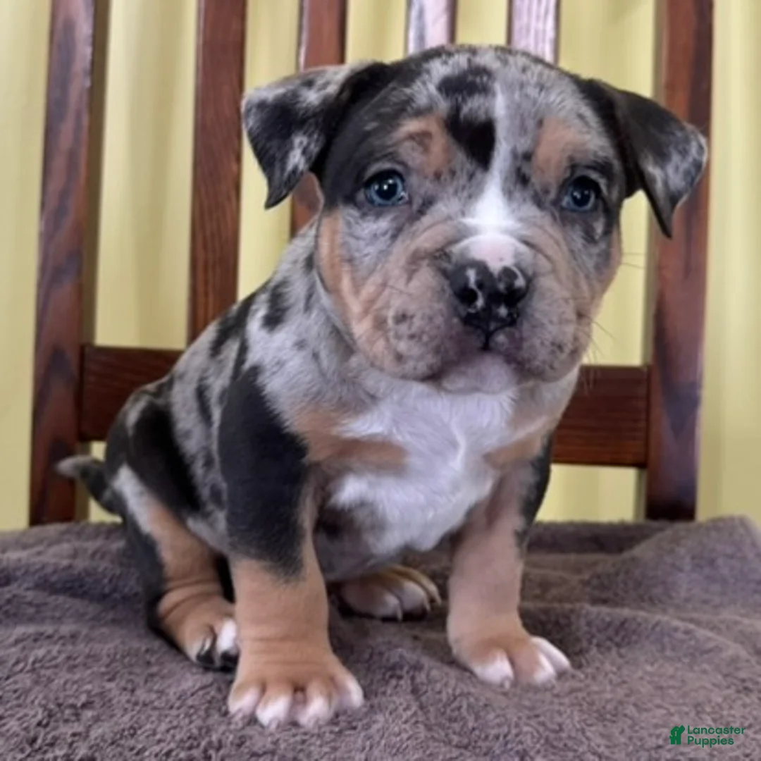 American Bully dogs for sale: Ezra - Ad 1