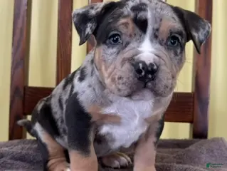 American Bully dogs Ezra - Ad 16