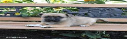 Jug dogs for sale: Clover - Ad 4