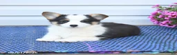 Welsh Corgi Pembroke dogs for sale: Opal - Ad 3