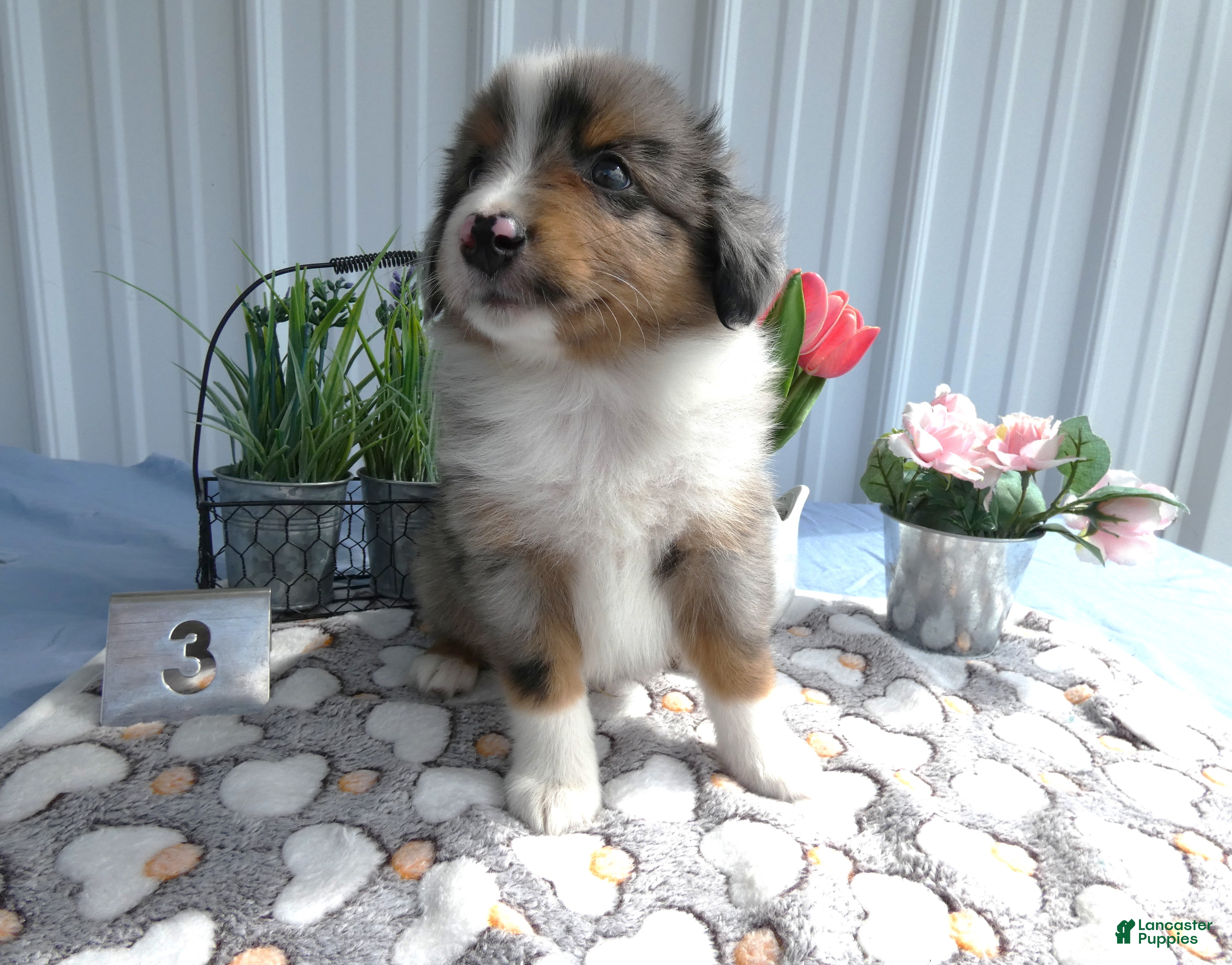 Miniature Australian Shepherd dogs Miniature Australian Shepherd 3 Rocky - Ad 24