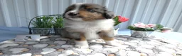 Miniature Australian Shepherd dogs for sale: Miniature Australian Shepherd 3 Rocky - Ad 1
