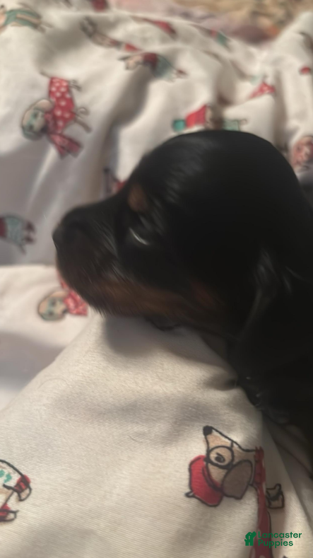 Dachshund dogs Faith-Long Hair - Ad 2