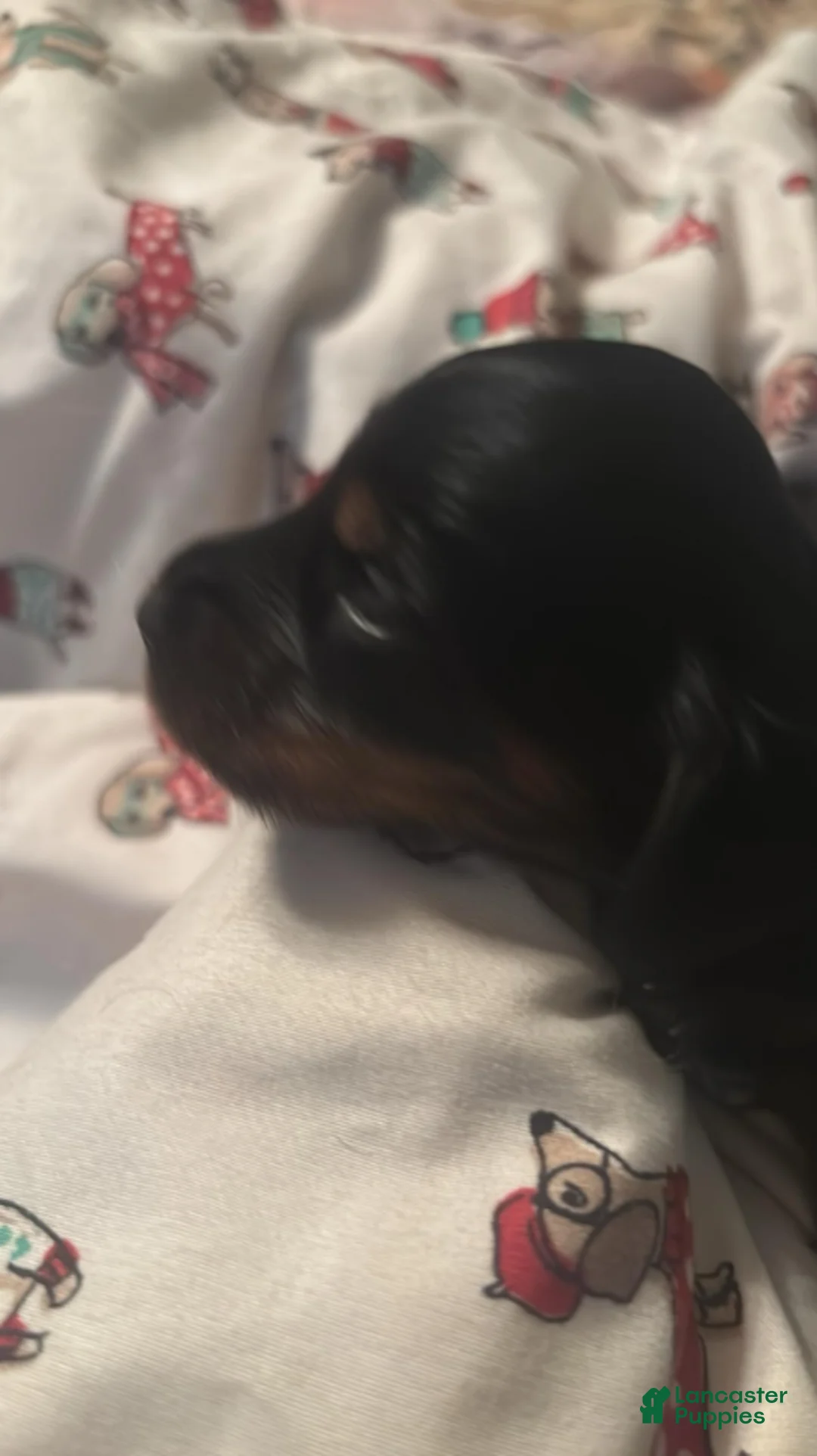 Dachshund dogs for sale: Faith-Long Hair - Ad 2