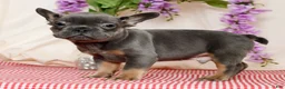 French Bulldog dogs for sale: Shawn - Ad 8