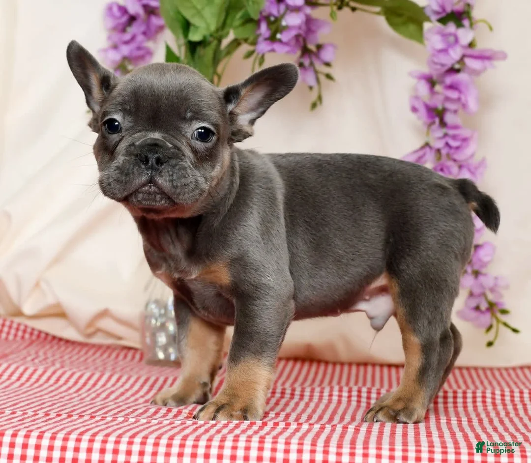 French Bulldog dogs for sale: Shawn - Ad 8