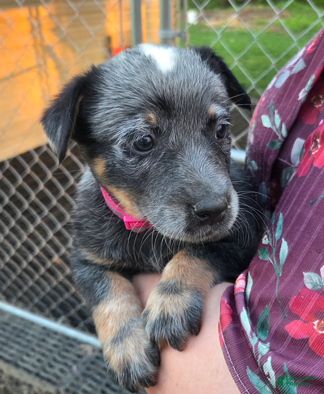 Australian Cattle Dog dogs for sale: Jody - Ad 1