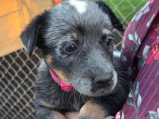 Australian Cattle Dog dogs for sale: Jody - Ad 4