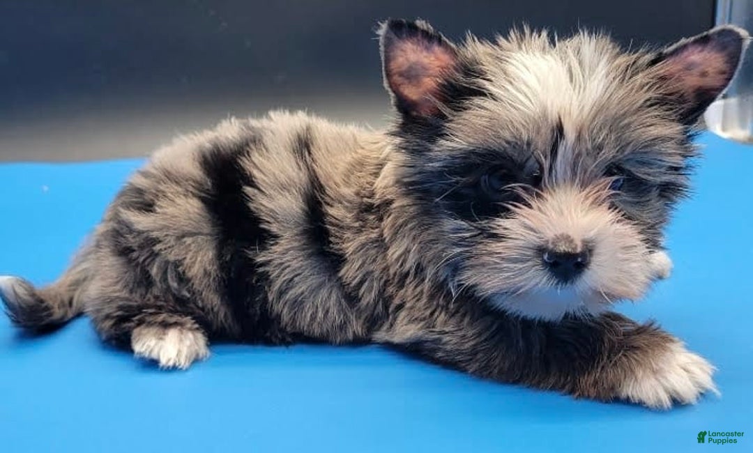 Yorkshire Terrier dogs for sale: Tigga - Ad 2