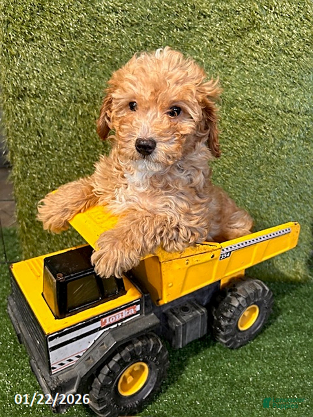 Miniature Poodle dogs for sale: Paxton - Ad 3