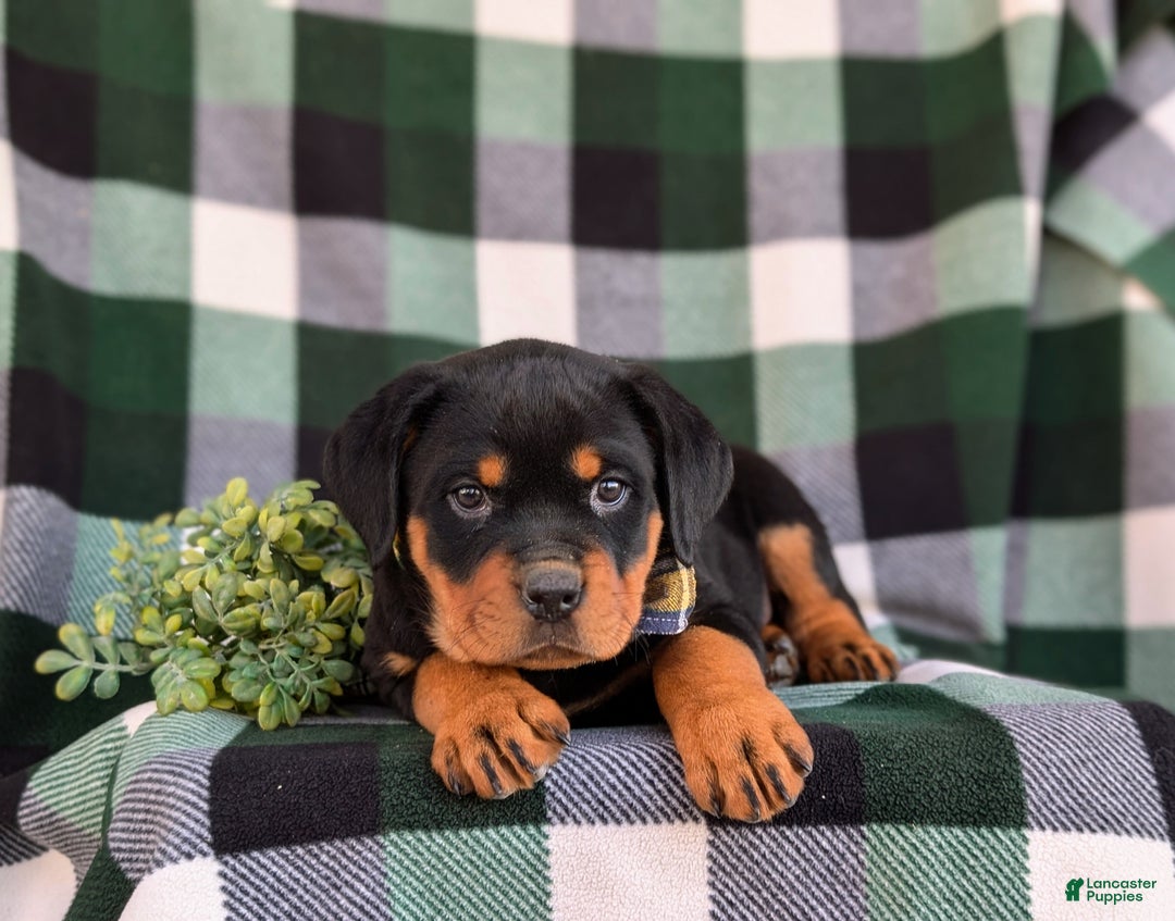 Rottweiler dogs for sale: Byrnes - Ad 5
