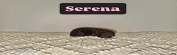 Labradoodle dogs for sale: Serena - Ad 3