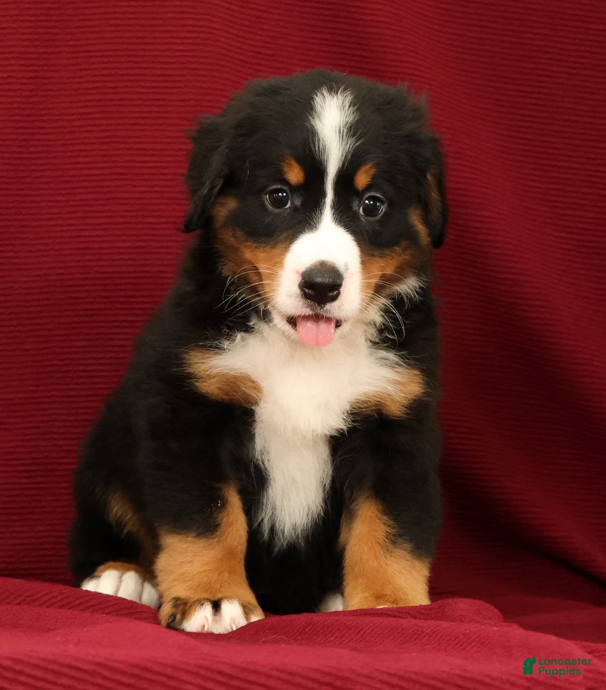 Bernese Mountain Dog dogs Flower - Ad 2