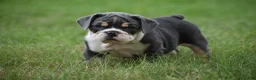 Beabull dogs for sale: Indy - Ad 5
