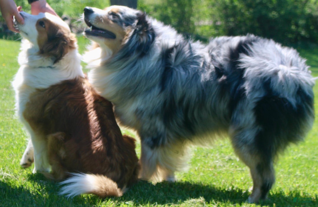 Mixed Breed dogs for sale: Mixed Breed Puppy 3 - Ad 6