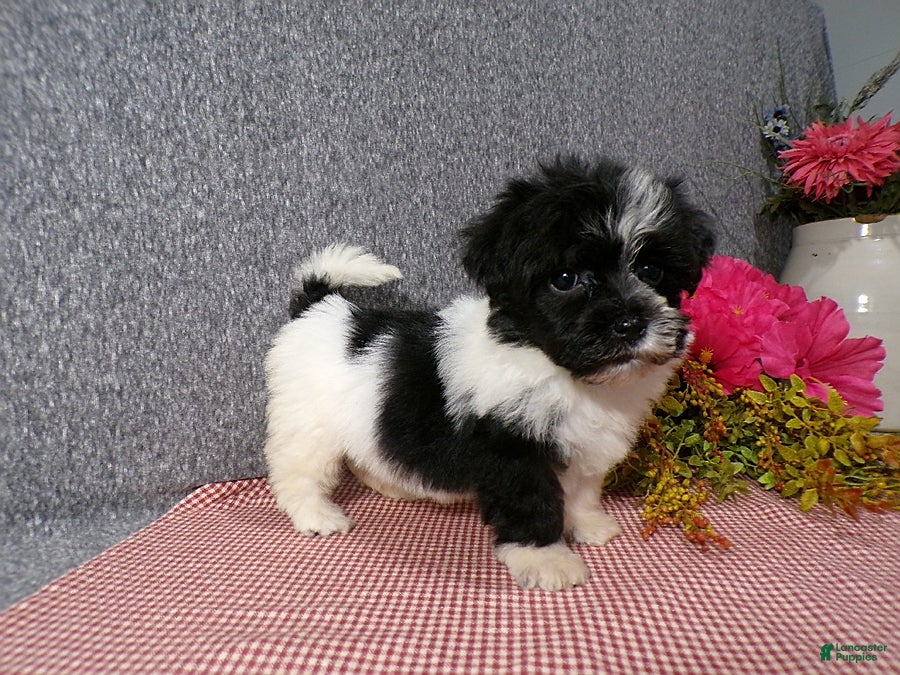 Havanese dogs Kandi - Ad 1