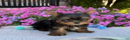 Yorkshire Terrier dogs for sale: Ira - Ad 12