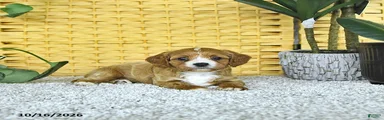 Daisy