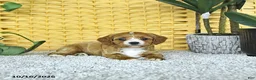 Cavapoo dogs for sale: Daisy - Ad 1