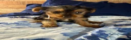 Yorkshire Terrier dogs for sale: Mini mouse  - Ad 7