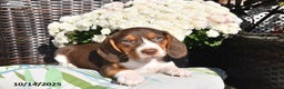 Beagle dogs for sale: Jenny - Ad 1
