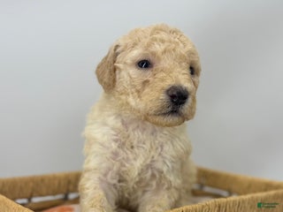 Sheepadoodle dogs Banana Crème - Ad 13