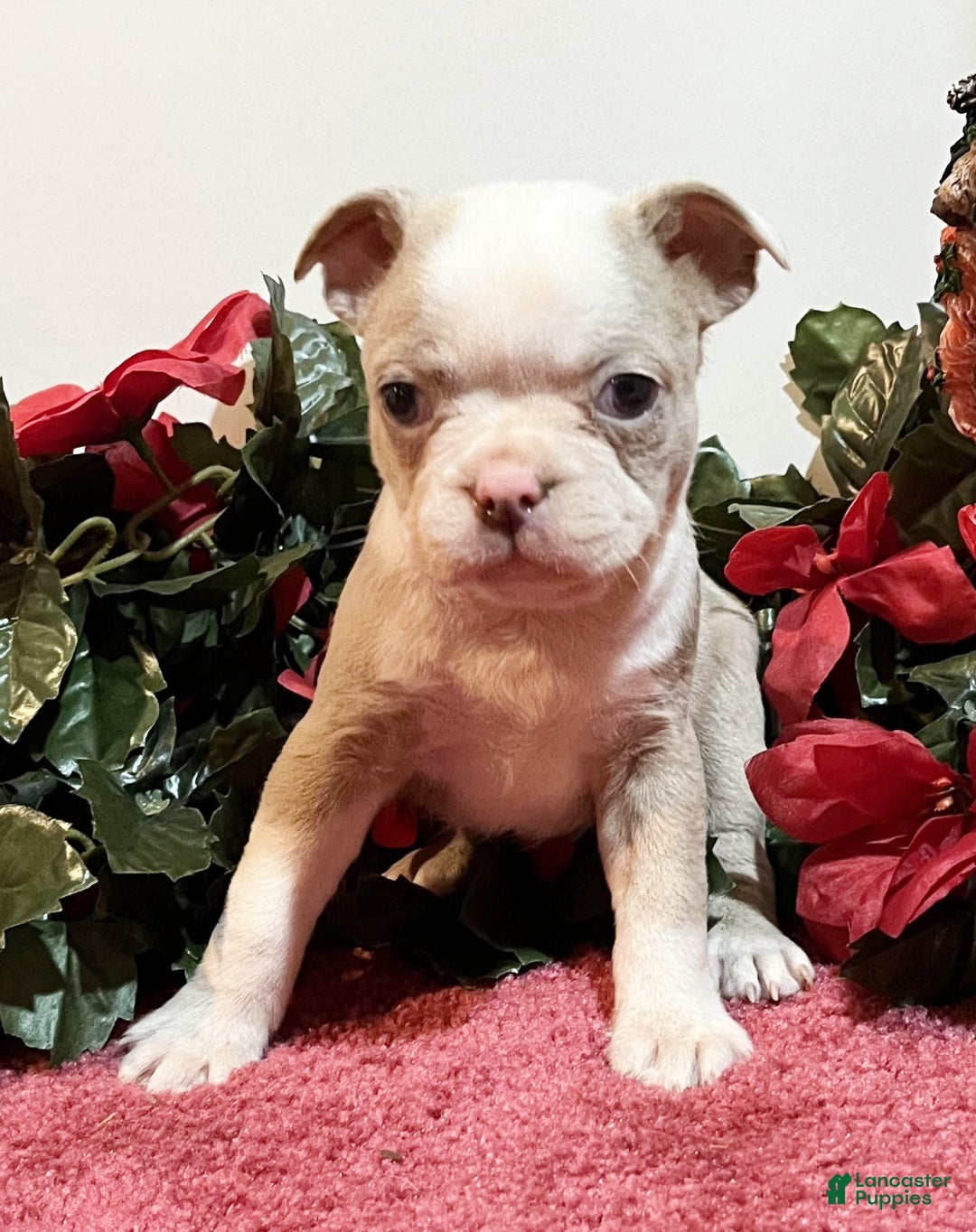 Boston Terrier dogs for sale: Rusty - Ad 1