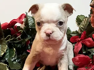 Boston Terrier dogs Rusty - Ad 20