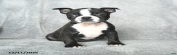 Boston Terrier dogs for sale: Sweetheart - Ad 1