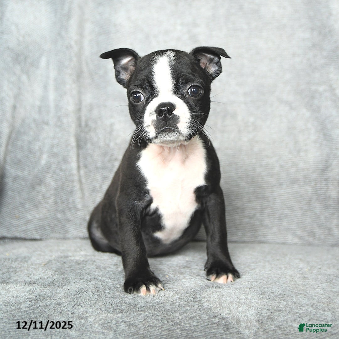 Boston Terrier dogs for sale: Sweetheart - Ad 1