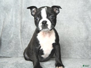 Boston Terrier dogs Sweetheart - Ad 6