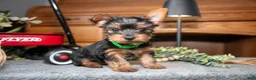 Yorkshire Terrier dogs for sale: Onyx - Ad 2