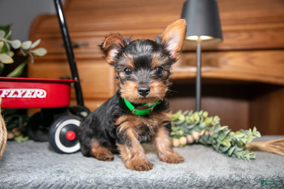 Yorkshire Terrier dogs for sale: Onyx - Ad 2
