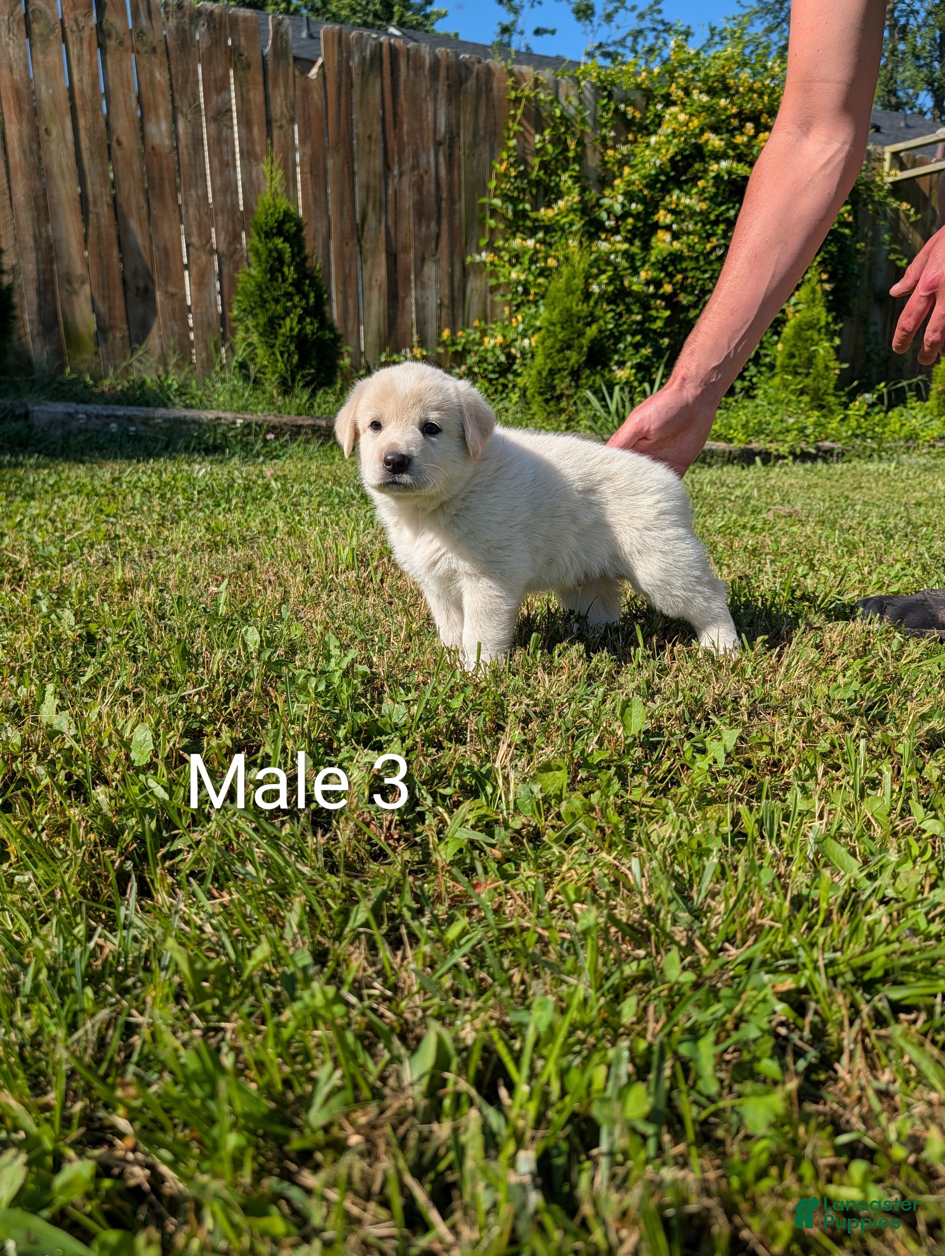 Mixed Breed dogs American Pyre 3 - Ad 1
