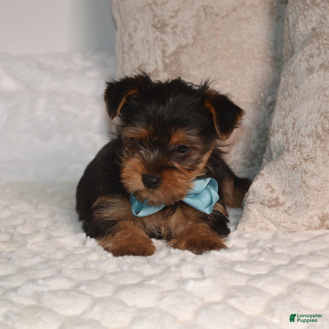 Yorkshire Terrier dogs for sale: Dash - Ad 5