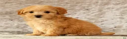 Havapoo dogs for sale: Kelly - Ad 8