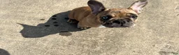 French Bulldog dogs for sale: Jasper - Ad 2