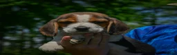 Beagle dogs for sale: Nico - Ad 6