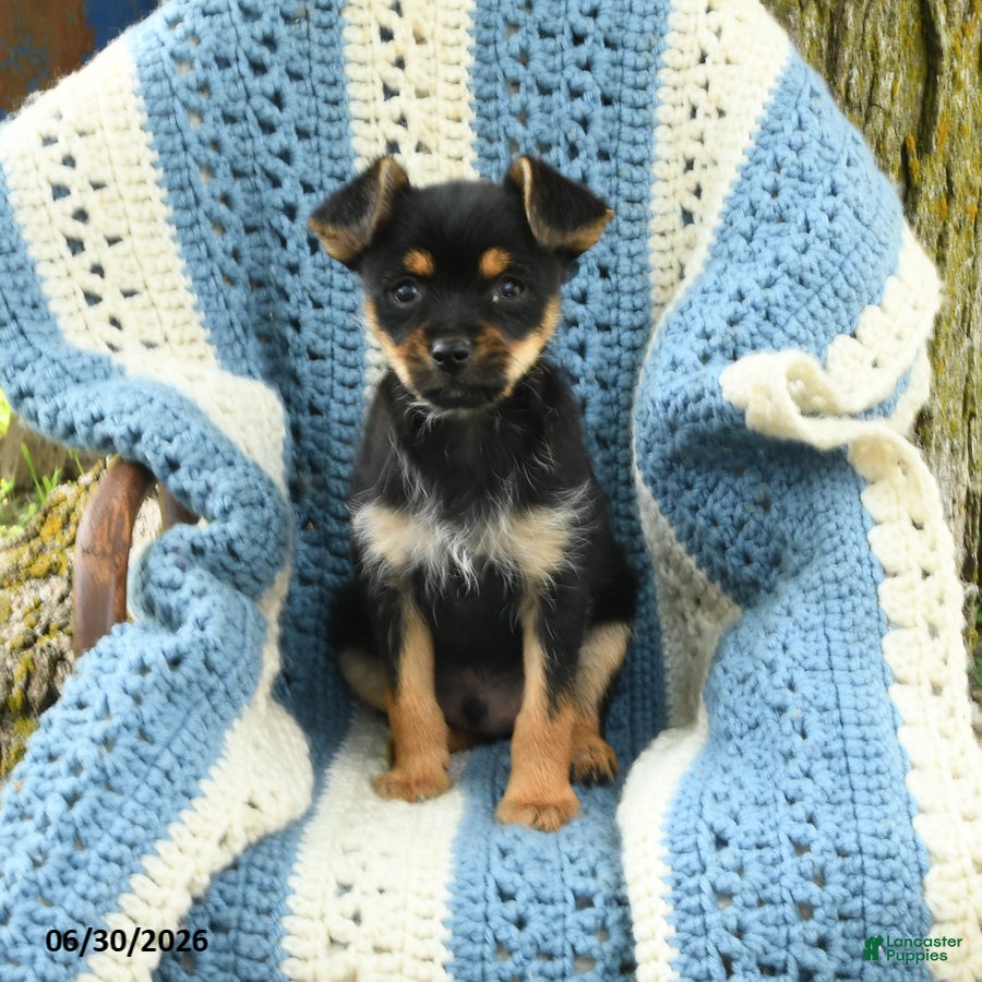 Chorkie dogs Ralph - Ad 1