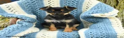 Chorkie dogs for sale: Ralph - Ad 1