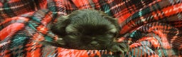 Shih Tzu dogs for sale: COOPER, Shih Tzu, Male, 10 weeks, AKC Champion Blood Line - Ad 17