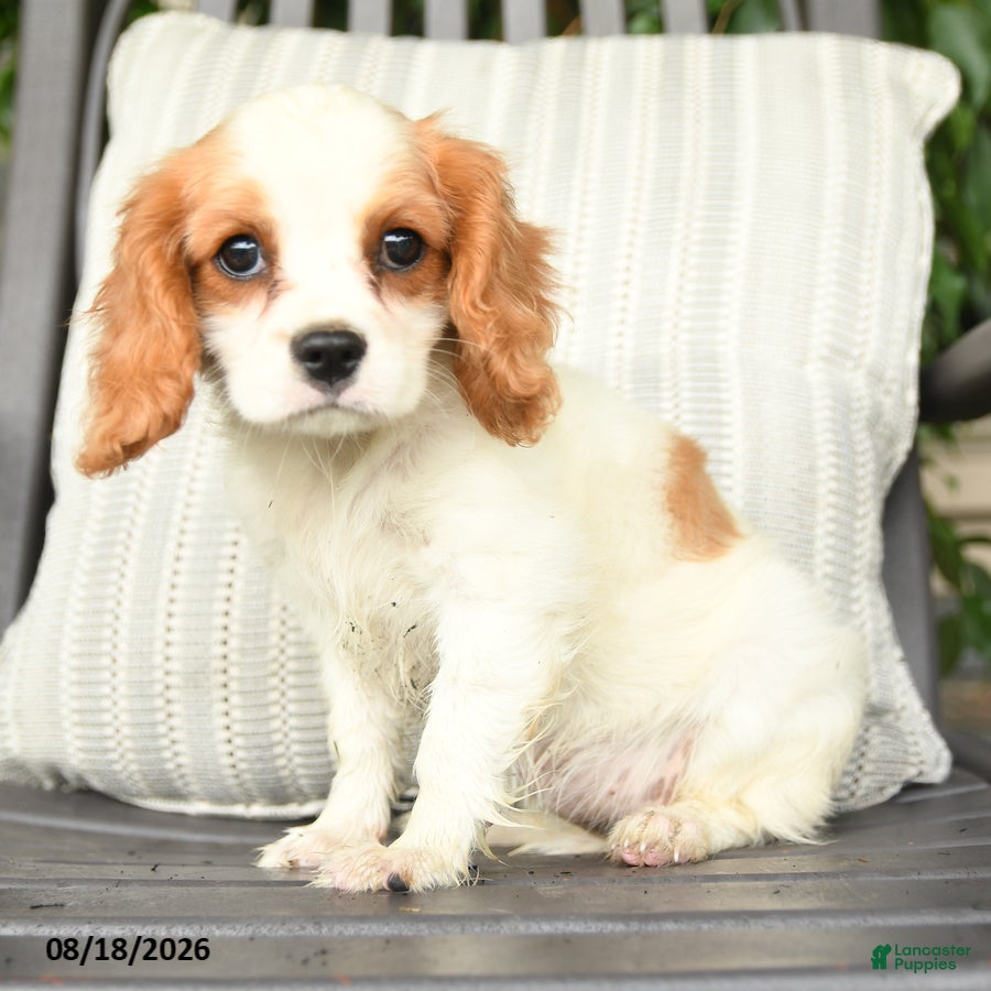 Cavapoo dogs Cherries - Ad 2