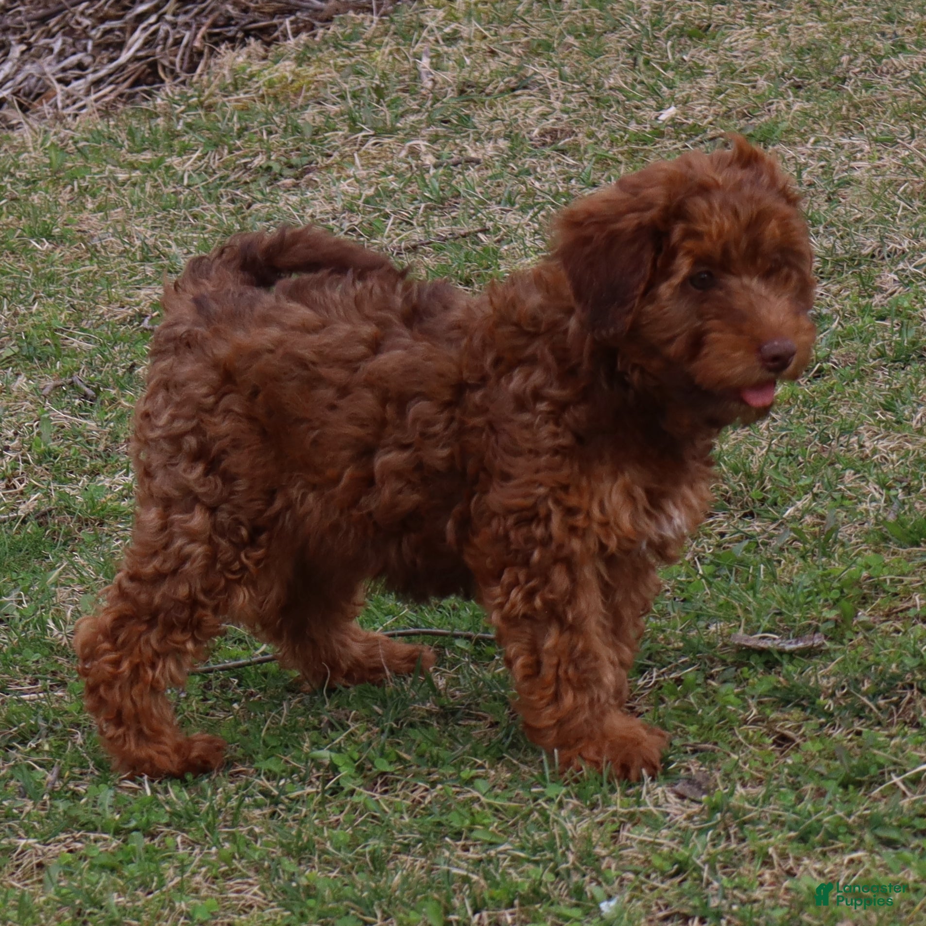 Mini Goldendoodle dogs Lenny - Ad 2