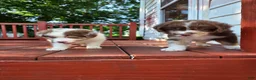 Australian Shepherd dogs for sale: Tri red male - Ad 4