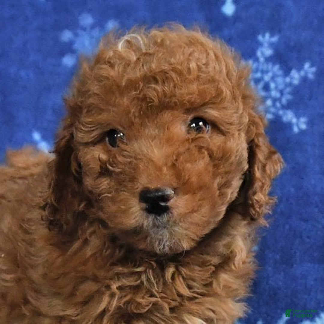 Mini Goldendoodle dogs for sale: Elaine - Ad 4